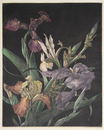 HFrank_Iris_web.jpg