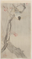 J291_Koson_back_web.jpg