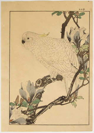KEINEN-Parrot-Japanese-Woodblock-print-D205-web.jpg