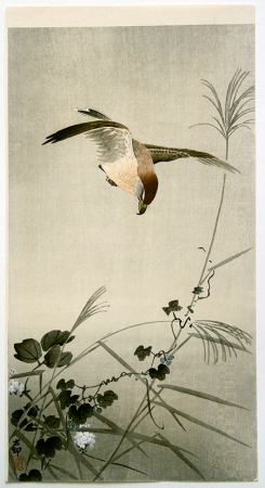 Koson_Hunting-Shrike_B047_web.jpg